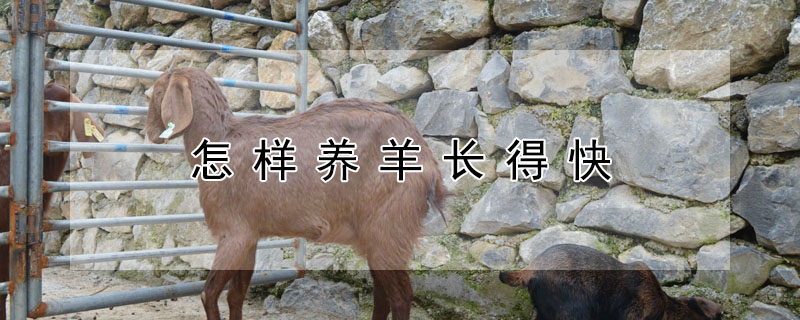 怎樣養(yǎng)羊長(zhǎng)得快