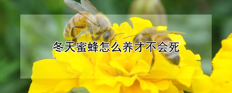 冬天蜜蜂怎么養(yǎng)才不會死