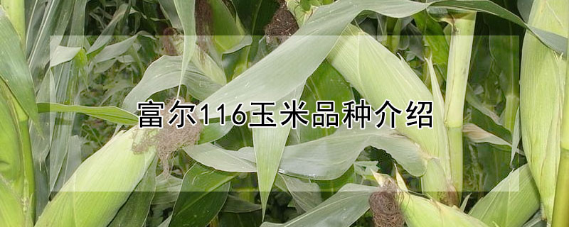 富爾116玉米品種介紹