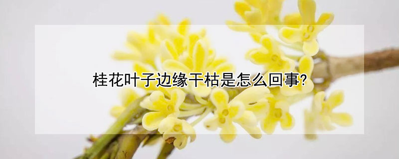 桂花葉子邊緣干枯是怎么回事?