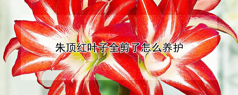 朱頂紅葉子全剪了怎么養(yǎng)護(hù)