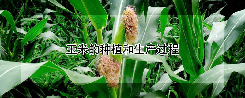 玉米的種植和生產(chǎn)過程