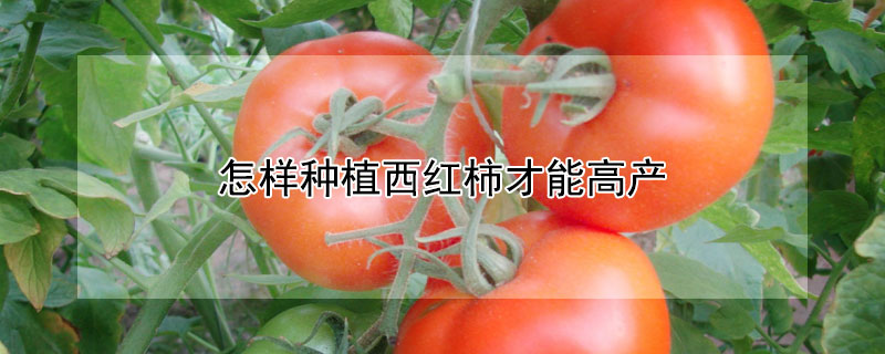 怎樣種植西紅柿才能高產(chǎn)