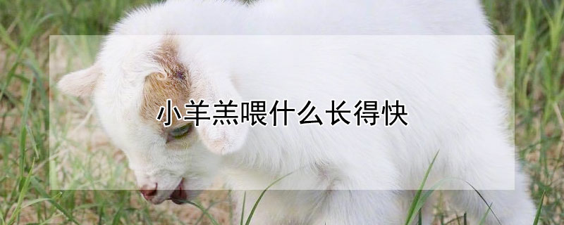 小羊羔喂什么長(zhǎng)得快