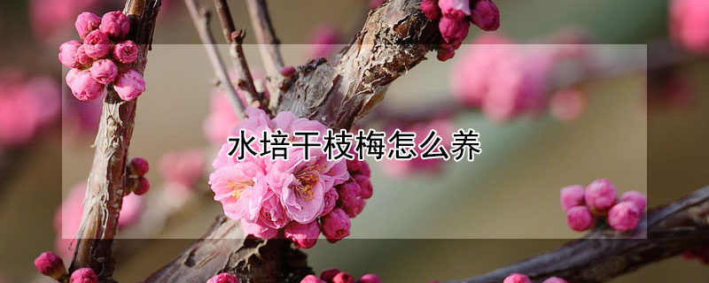 水培干枝梅怎么養(yǎng)