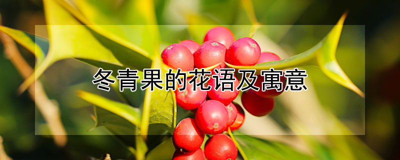 冬青果的花語及寓意