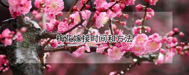 梅花嫁接時(shí)間和方法