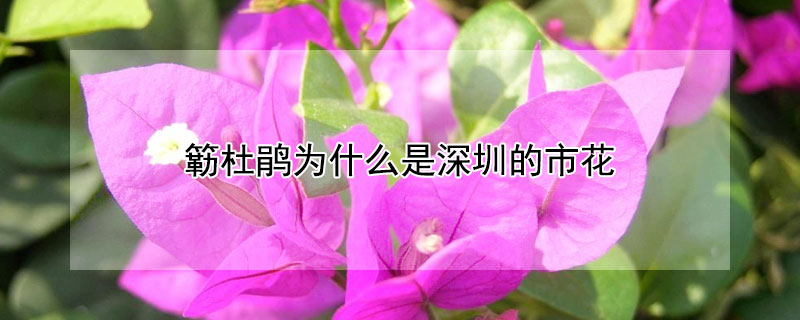 簕杜鵑為什么是深圳的市花