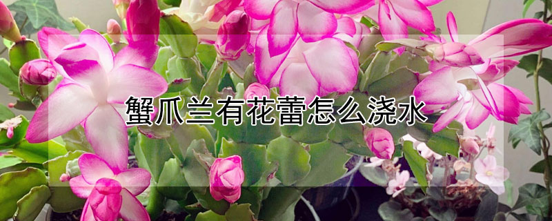 蟹爪蘭有花蕾怎么澆水