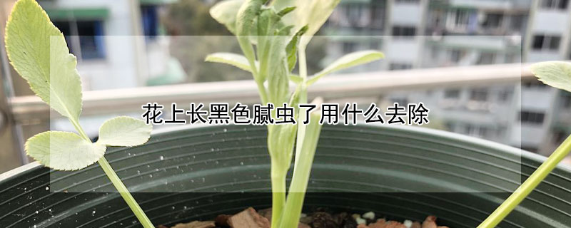 花上長黑色膩蟲了用什么去除