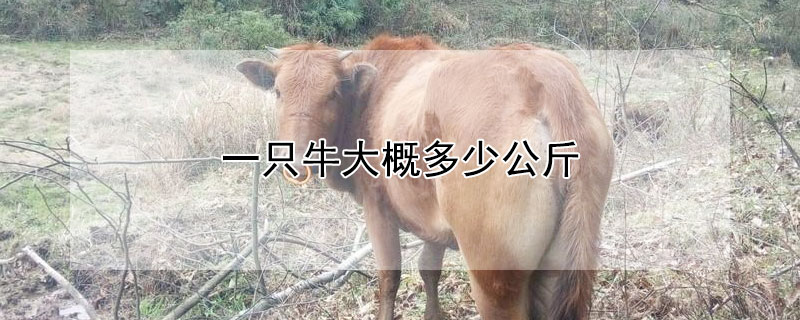 一只牛大概多少公斤