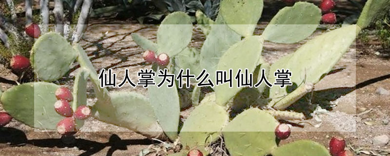 仙人掌為什么叫仙人掌