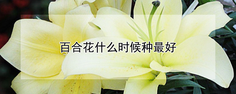 百合花什么時候種最好