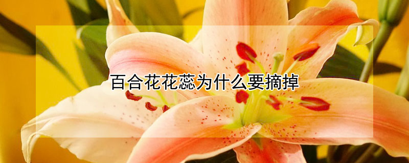 百合花花蕊為什么要摘掉