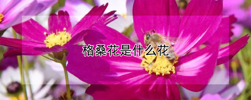 格桑花是什么花