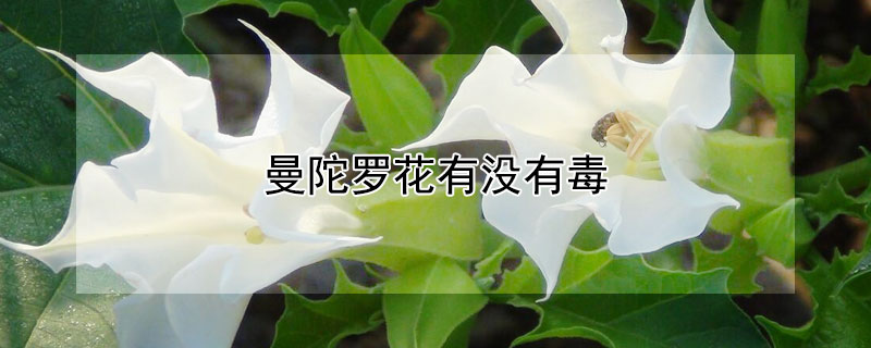 曼陀羅花有沒有毒