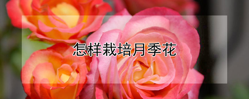 怎樣栽培月季花