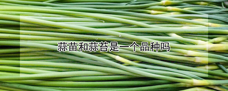 蒜苗和蒜苔是一個品種嗎