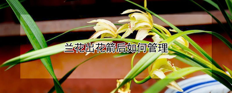 蘭花出花箭后如何管理