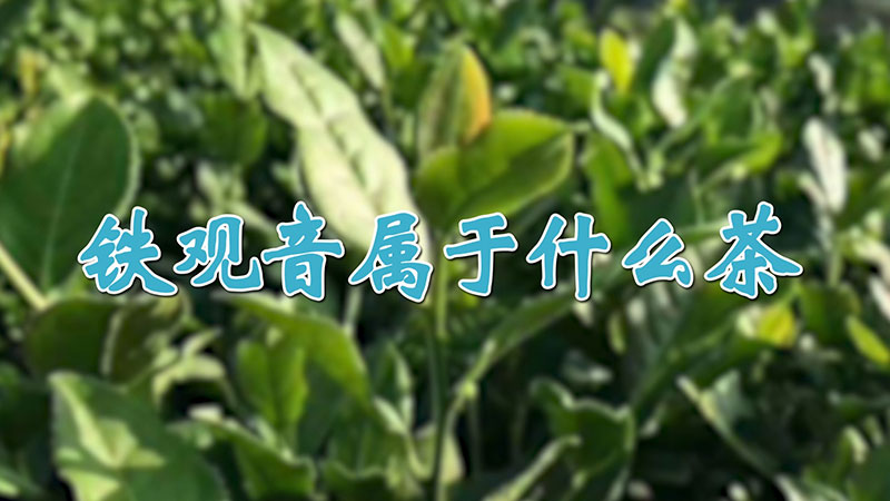 鐵觀音屬于什么茶