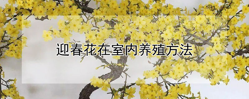 迎春花在室內養(yǎng)殖方法