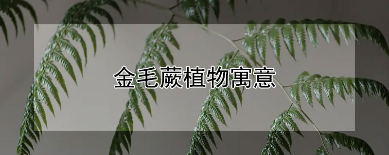 金毛蕨植物寓意