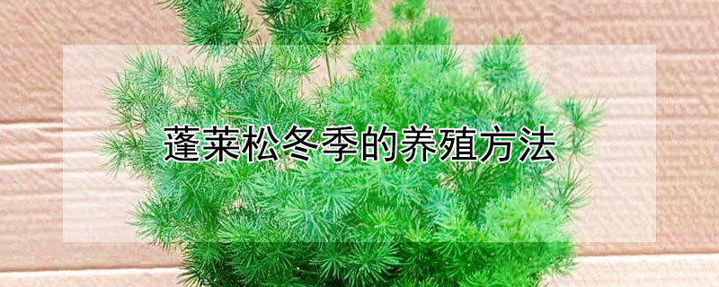 蓬萊松冬季的養(yǎng)殖方法