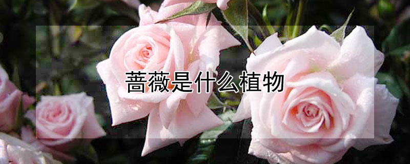 薔薇是什么植物