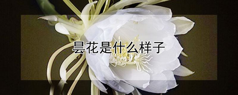 曇花是什么樣子