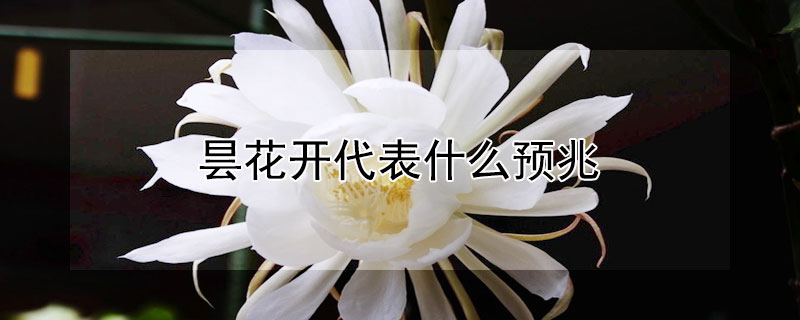 曇花開代表什么預兆