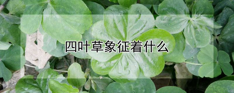 四葉草象征著什么