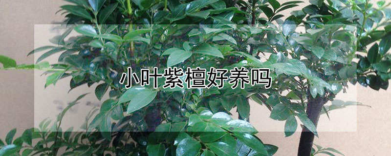 小葉紫檀好養嗎