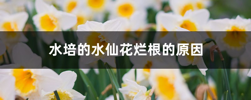 <strong>水培的水仙花爛根的原因，怎么處理</strong>