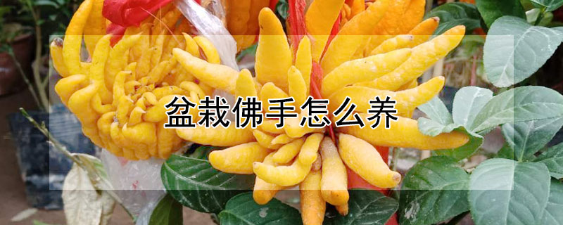 盆栽佛手怎么養(yǎng)