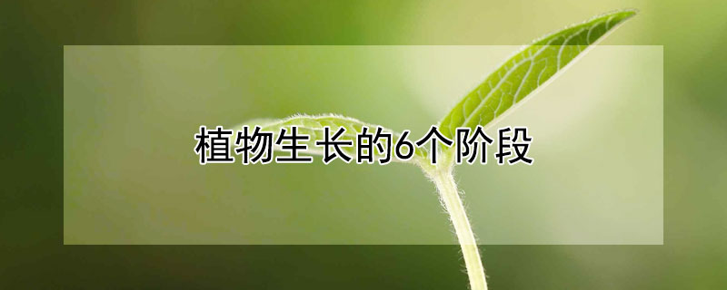 植物生長的6個(gè)階段