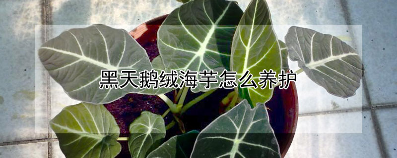 黑天鵝絨海芋怎么養(yǎng)護