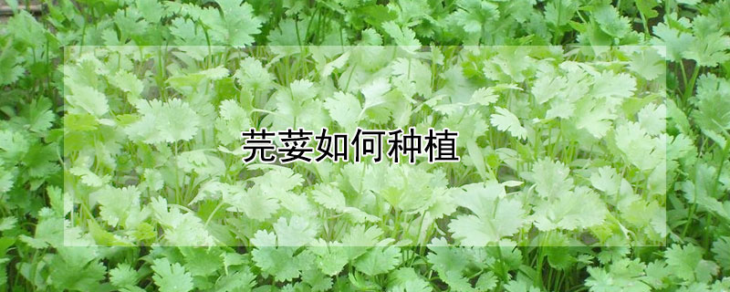 芫荽如何種植