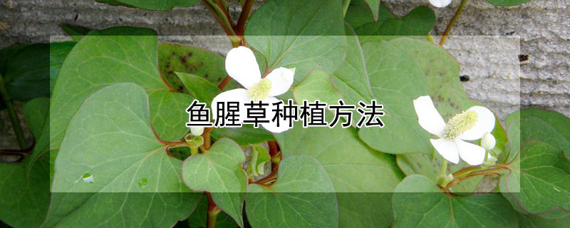 魚(yú)腥草種植方法