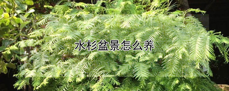 水杉盆景怎么養(yǎng)