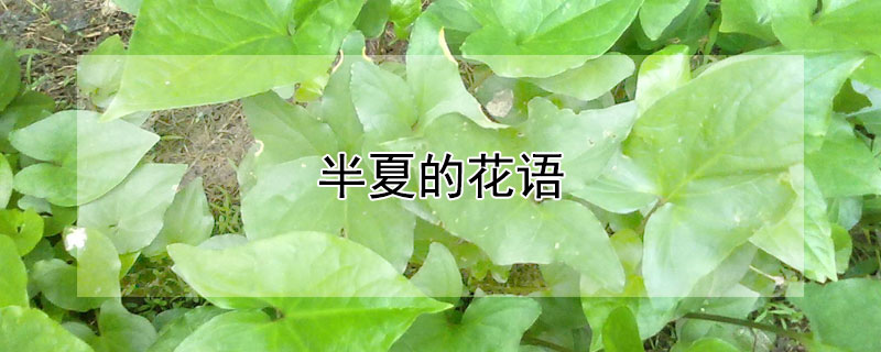 半夏的花語(yǔ)