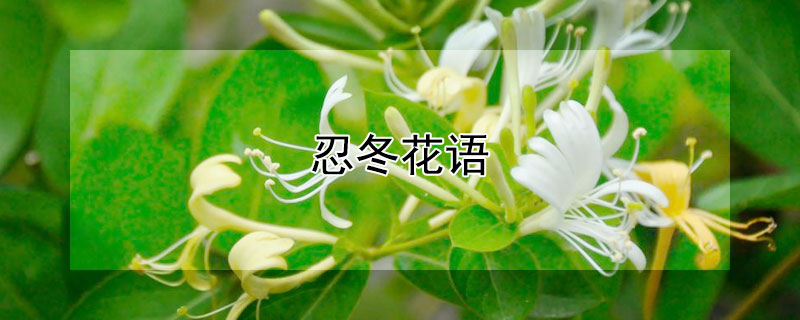 忍冬花語(yǔ)