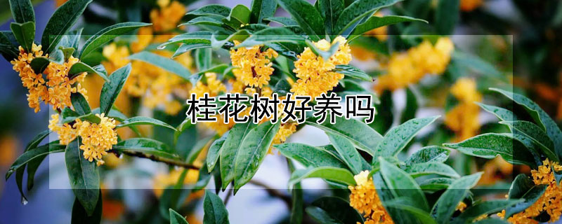 桂花樹好養嗎