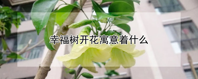 幸福樹開花寓意著什么