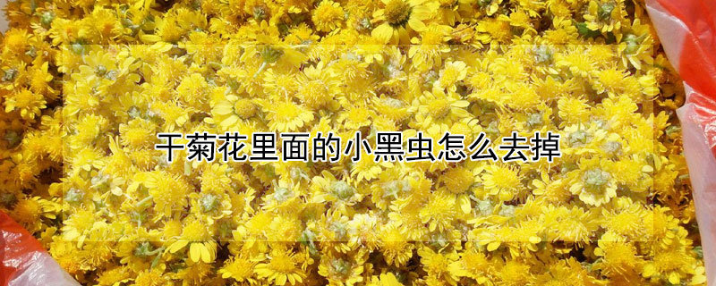 干菊花里面的小黑蟲怎么去掉