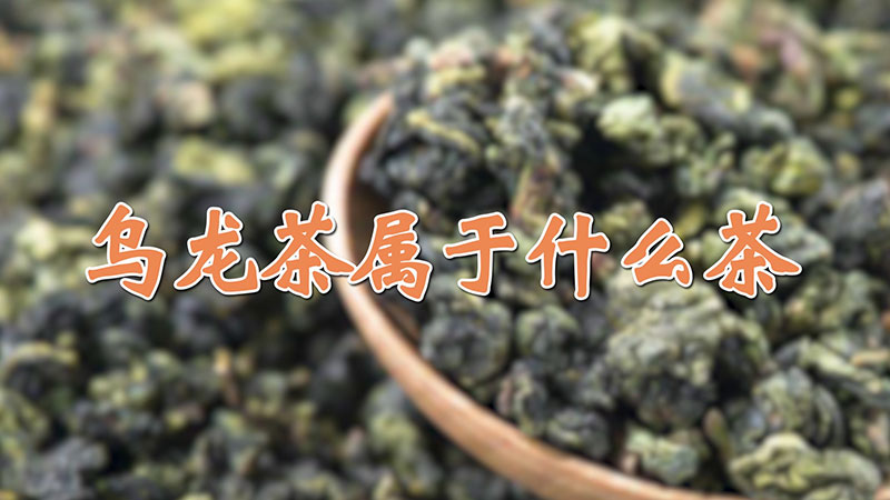 烏龍茶屬于什么茶