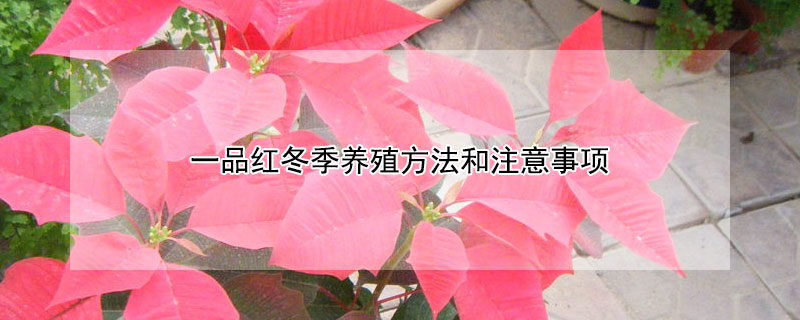 一品紅冬季養(yǎng)殖方法和注意事項(xiàng)