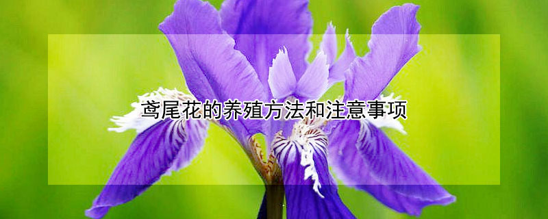 鳶尾花的養(yǎng)殖方法和注意事項