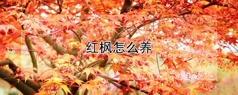 紅楓怎么養(yǎng)