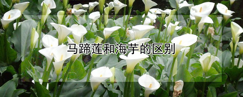 馬蹄蓮和海芋的區(qū)別