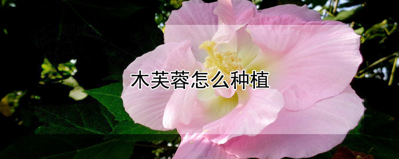 木芙蓉怎么種植